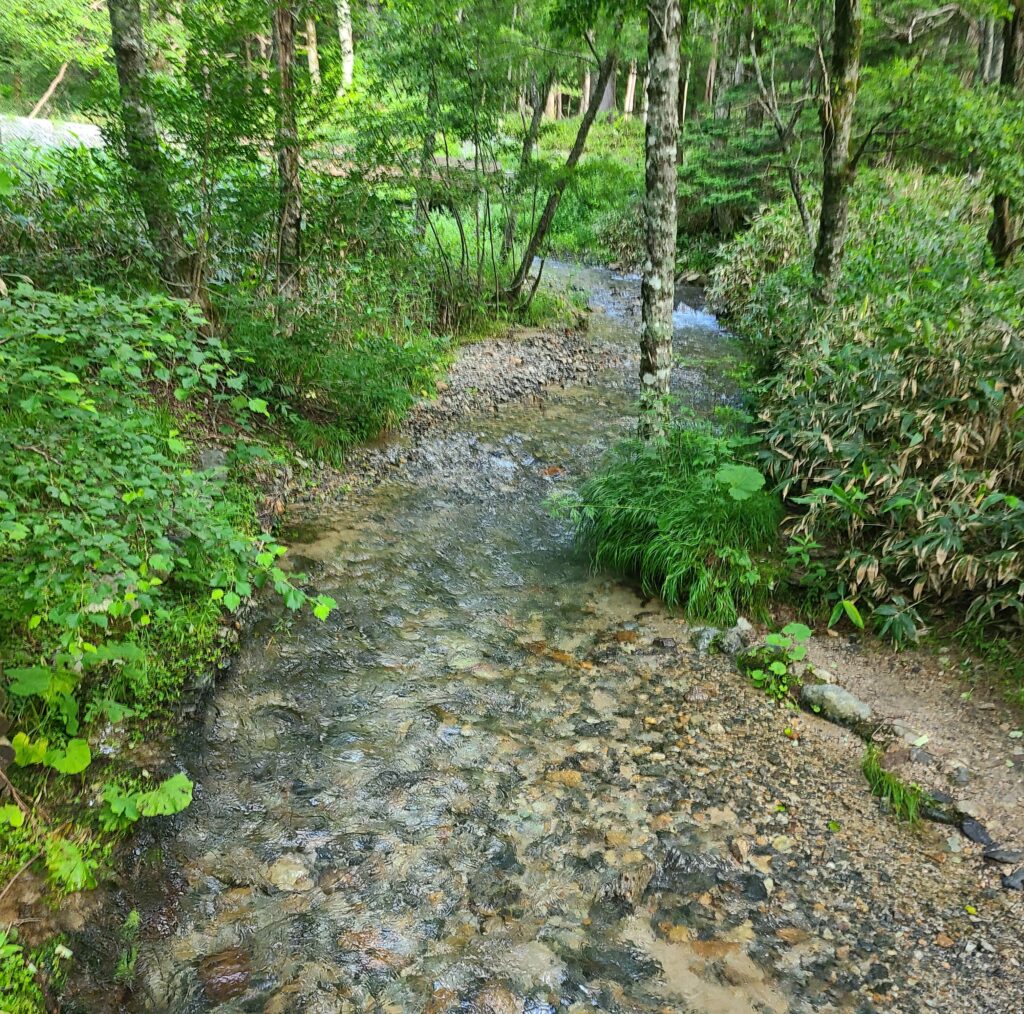 上高地　岳沢湿原