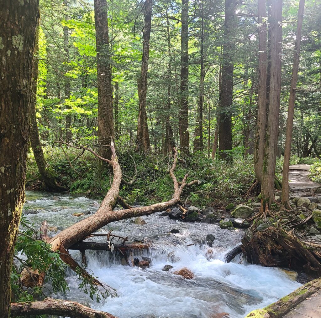 上高地　岳沢湿原