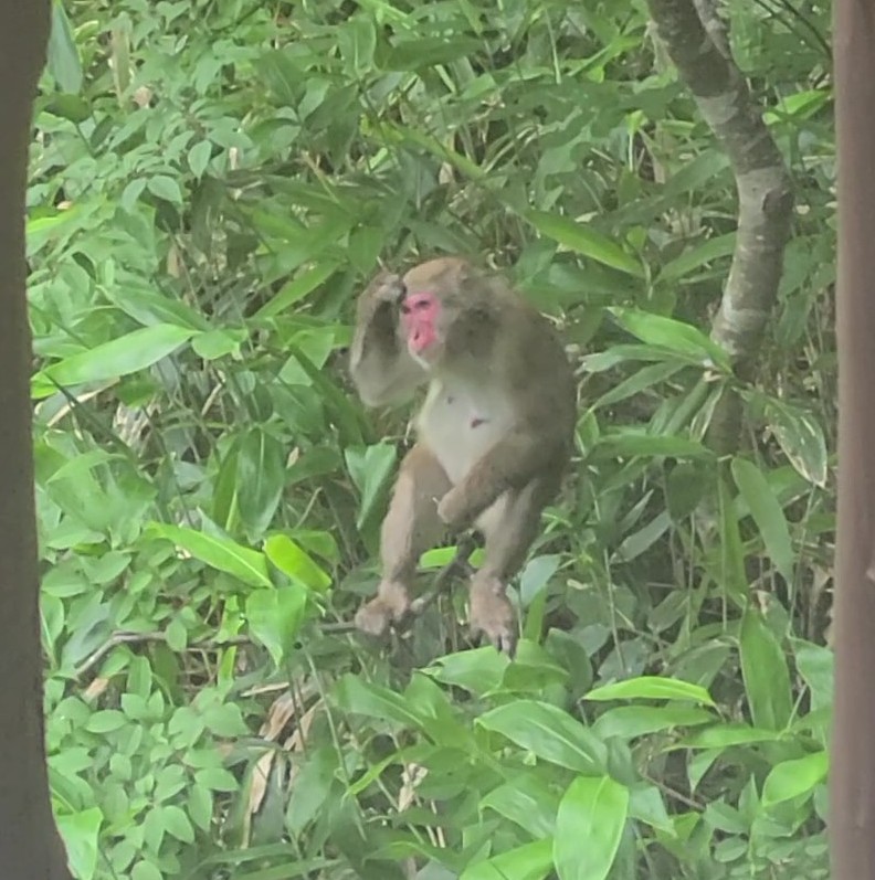 上高地帝国ホテル　バルコニー　サル