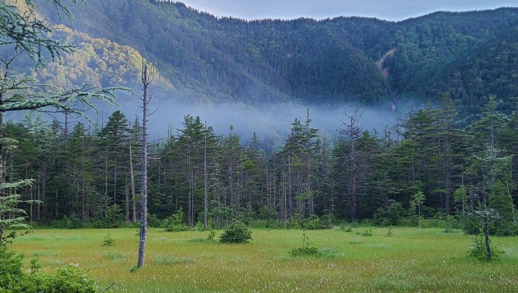 早朝の上高地　田代湿原　朝もや