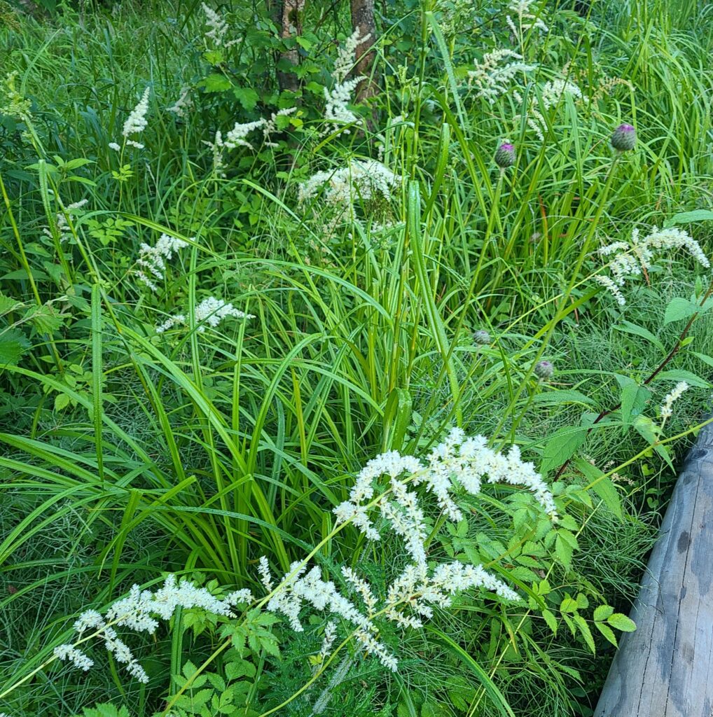 早朝の上高地　田代湿原　花