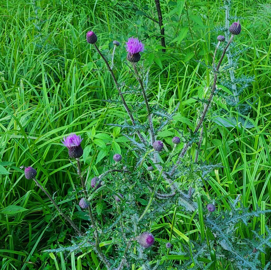 早朝の上高地　田代湿原　花