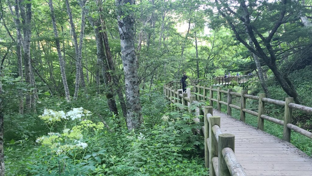 早朝の上高地　大正池までの道