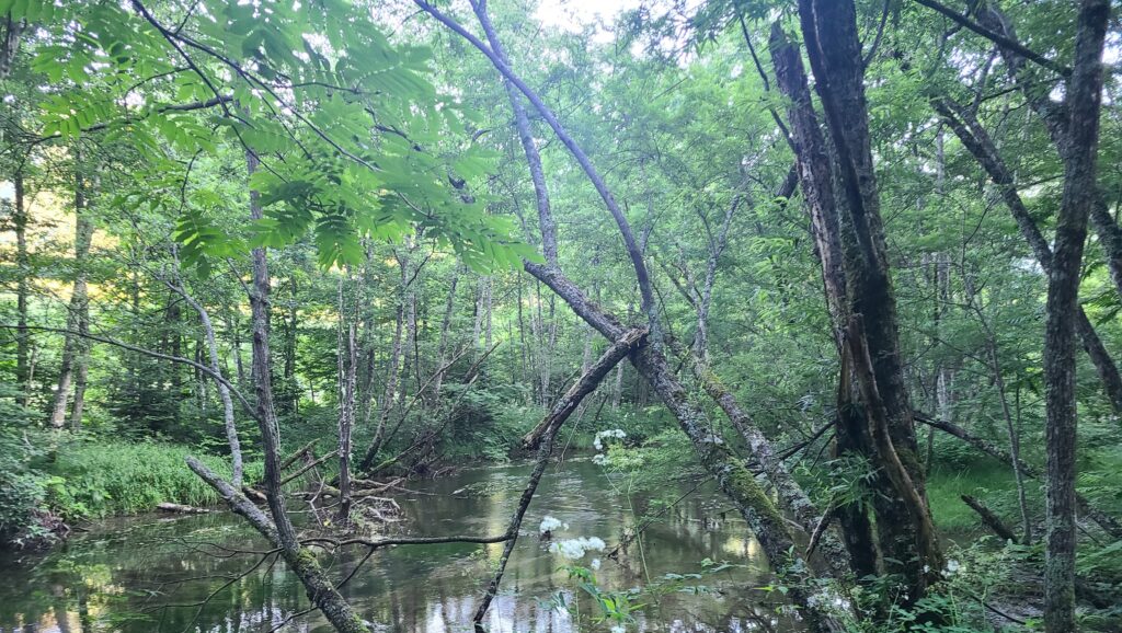 早朝の上高地　大正池までの道