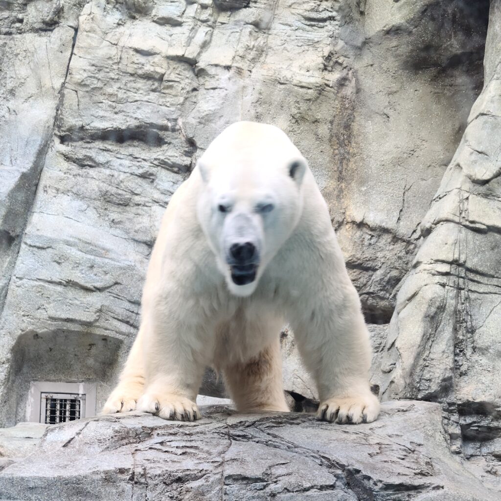 男鹿半島　男鹿水族館GAO　シロクマ