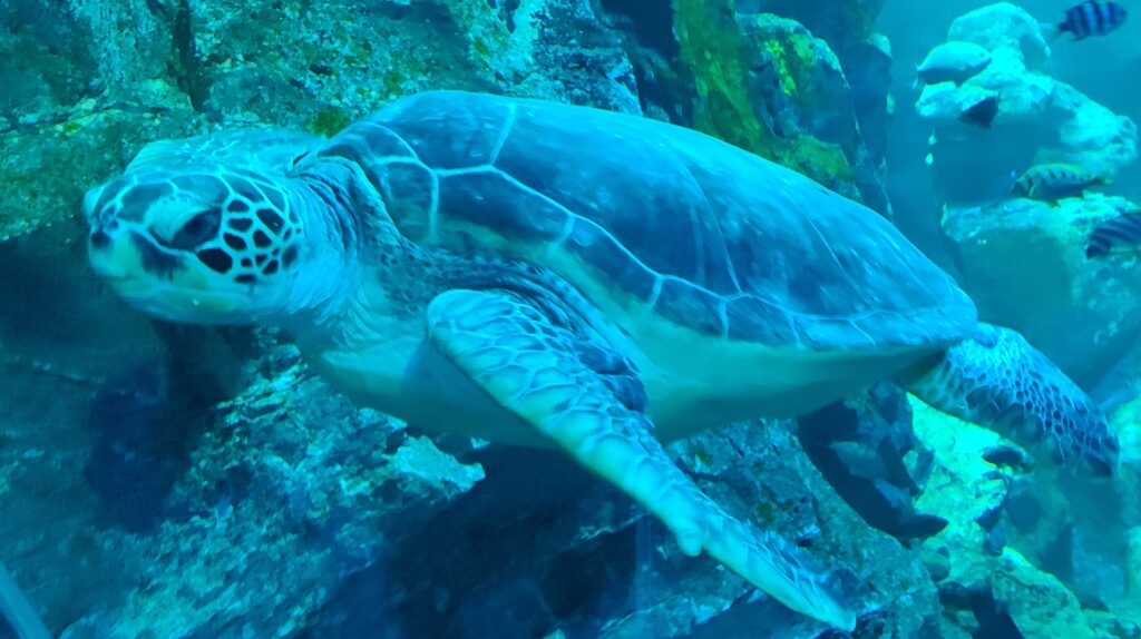 男鹿半島　男鹿水族館GAO　うみがめ