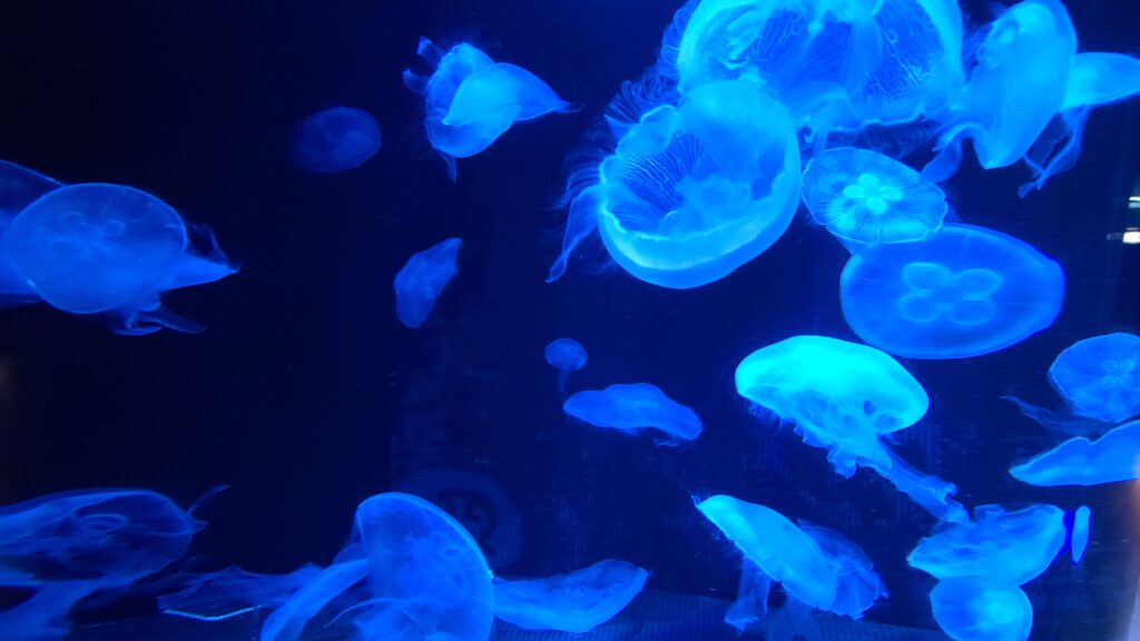 男鹿半島　男鹿水族館GAO　くらげ