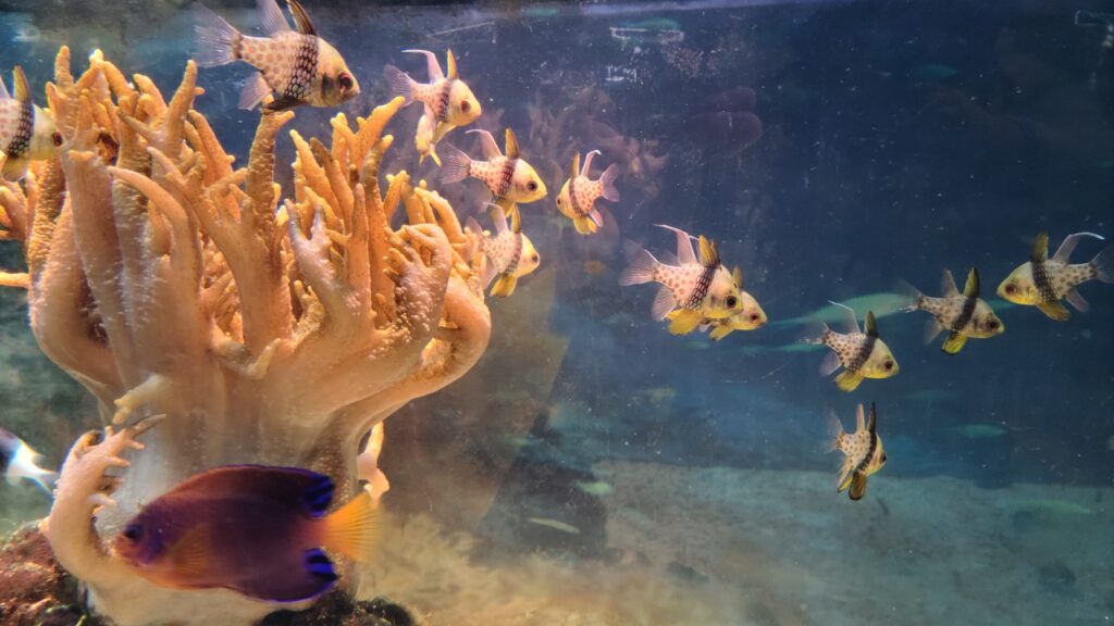 男鹿半島　男鹿水族館GAO　イソギンチャク