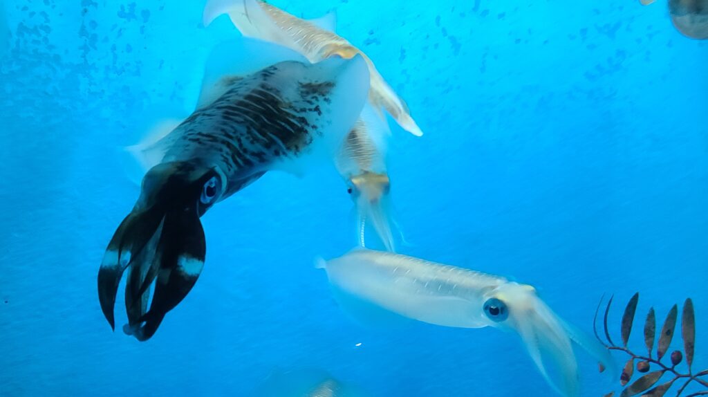 男鹿半島　男鹿水族館GAO　いか