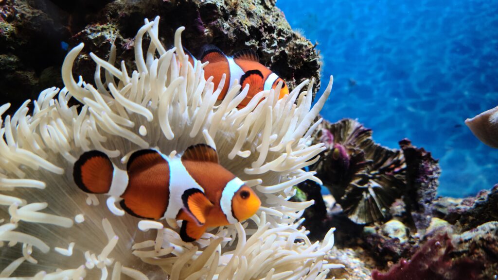 男鹿半島　男鹿水族館GAO　くまのみ