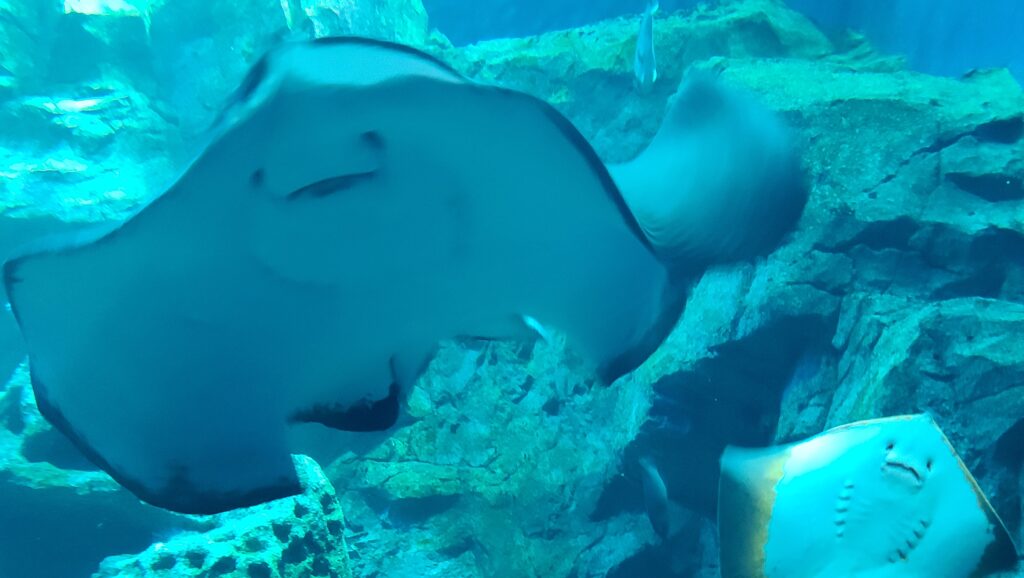 男鹿半島　男鹿水族館GAO　えい