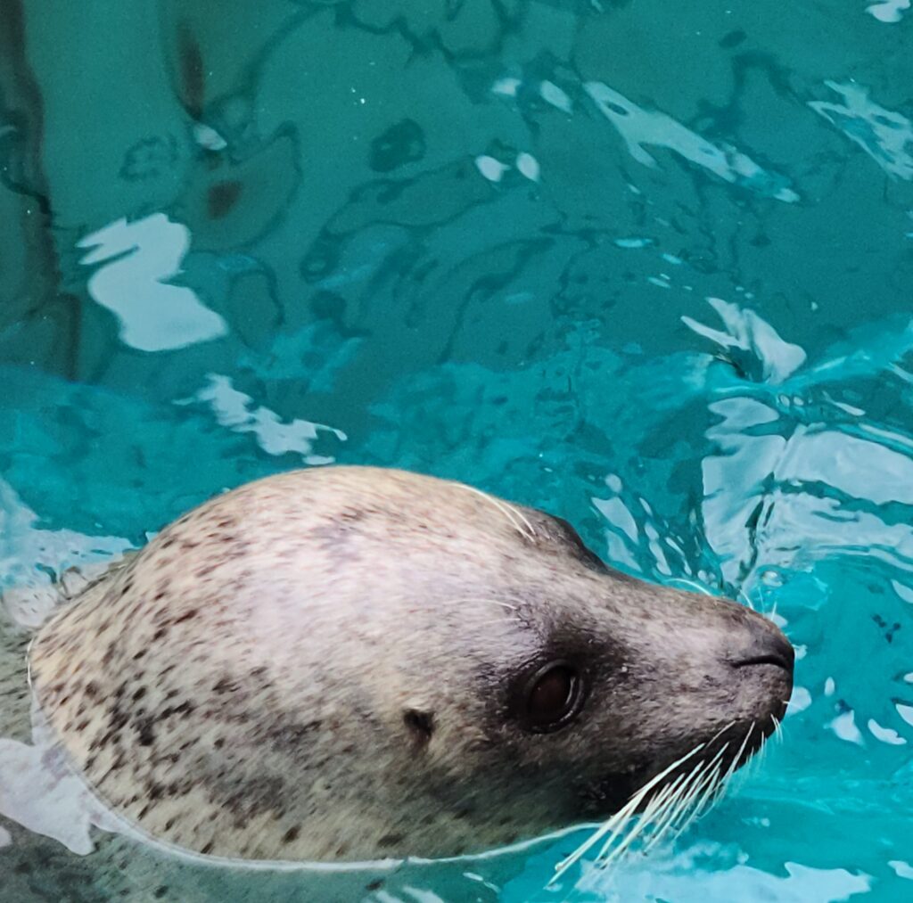 男鹿半島　男鹿水族館GAO　アザラシ